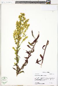 Solidago puberula image