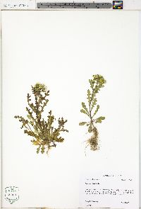 Senecio vulgaris image