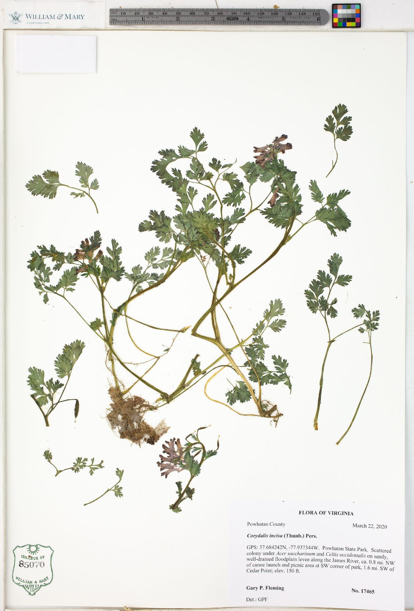 Corydalis incisa image