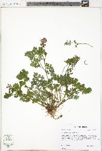 Corydalis incisa image