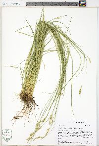 Carex bromoides subsp. bromoides image