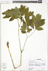 Caulophyllum thalictroides image