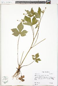 Ranunculus recurvatus var. recurvatus image