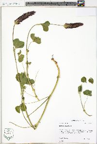 Trifolium incarnatum image