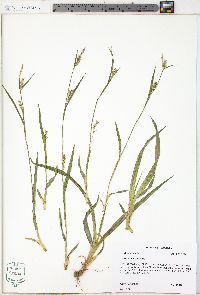 Carex striatula image