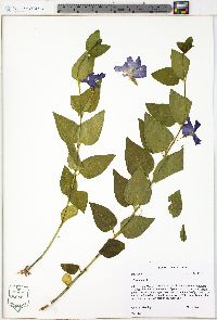 Vinca major image