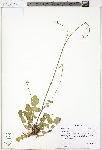 Youngia japonica image