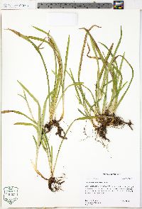 Carex abscondita image