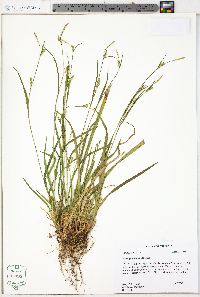 Carex gracilescens image