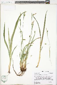 Carex laxiculmis var. laxiculmis image