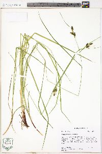 Carex caroliniana image