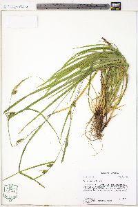 Carex corrugata image