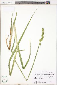 Carex stipata var. maxima image