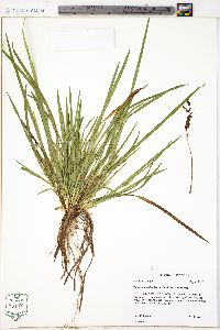 Carex cumberlandensis image