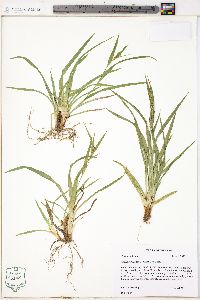 Carex glaucodea image