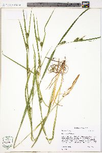 Carex grisea image