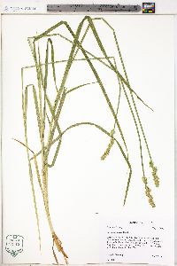 Carex conjuncta image