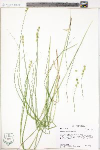 Carex albolutescens image