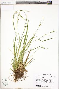 Carex gracilescens image