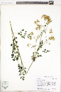 Thalictrum amphibolum image