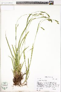 Carex oxylepis image