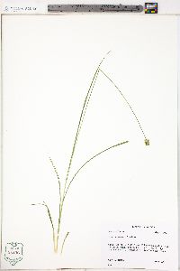 Carex mesochorea image