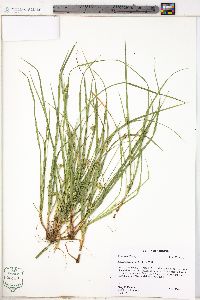 Carex willdenowii image