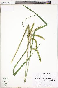 Carex crinita var. brevicrinis image