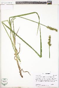 Carex stipata var. maxima image