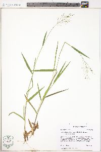 Dichanthelium villosissimum var. villosissimum image