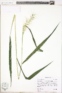 Elymus hystrix image