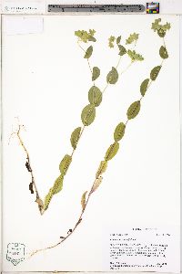 Bupleurum rotundifolium image