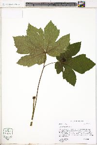 Hydrastis canadensis image