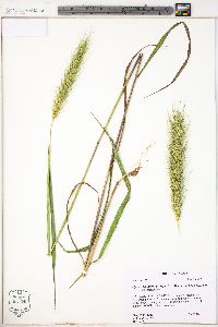 Elymus glabriflorus image