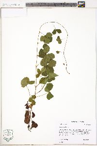 Rubus hispidus image