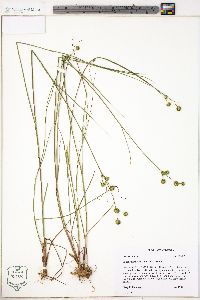 Juncus scirpoides var. scirpoides image