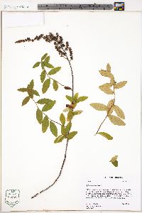 Spiraea tomentosa image