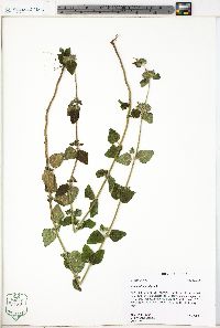 Clinopodium vulgare image