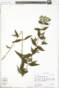 Pycnanthemum muticum image