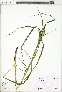 Carex typhina image