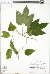 Humulus lupulus var. lupuloides image