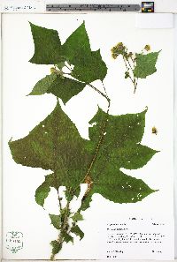 Polymnia canadensis image