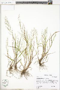 Eragrostis frankii image