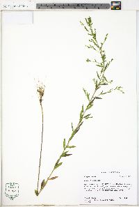 Linum striatum image