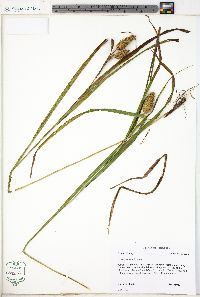Carex typhina image