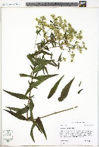 Eupatorium altissimum image
