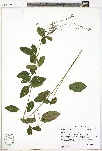 Desmodium glabellum image