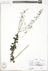 Desmodium ciliare image