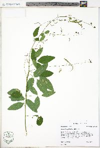 Desmodium glabellum image