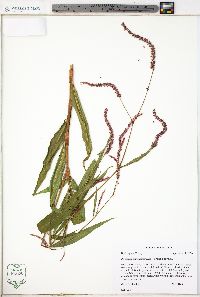 Persicaria extremiorientalis image